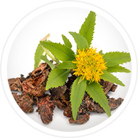 rhodiola květ 1